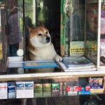 小金井市のたばこ店で店番をする看板犬・シバくんに癒される！店番する動画もチェック！